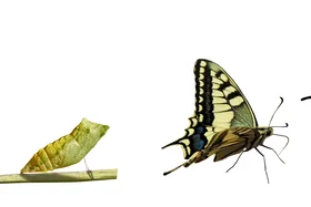 Zehn Erfolgskriterien für die Transformation Von Raupe zu Schmetterling