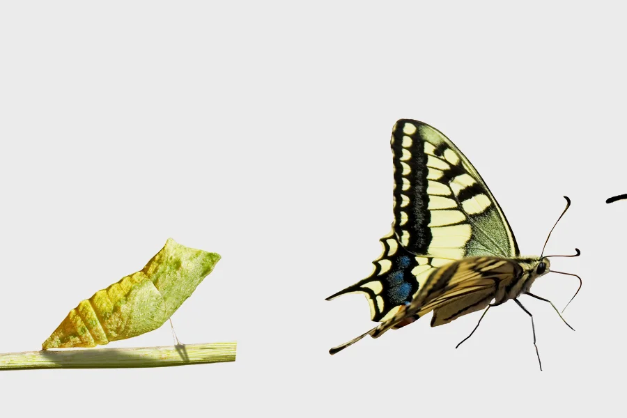 Zehn Erfolgskriterien für die Transformation Von Raupe zu Schmetterling