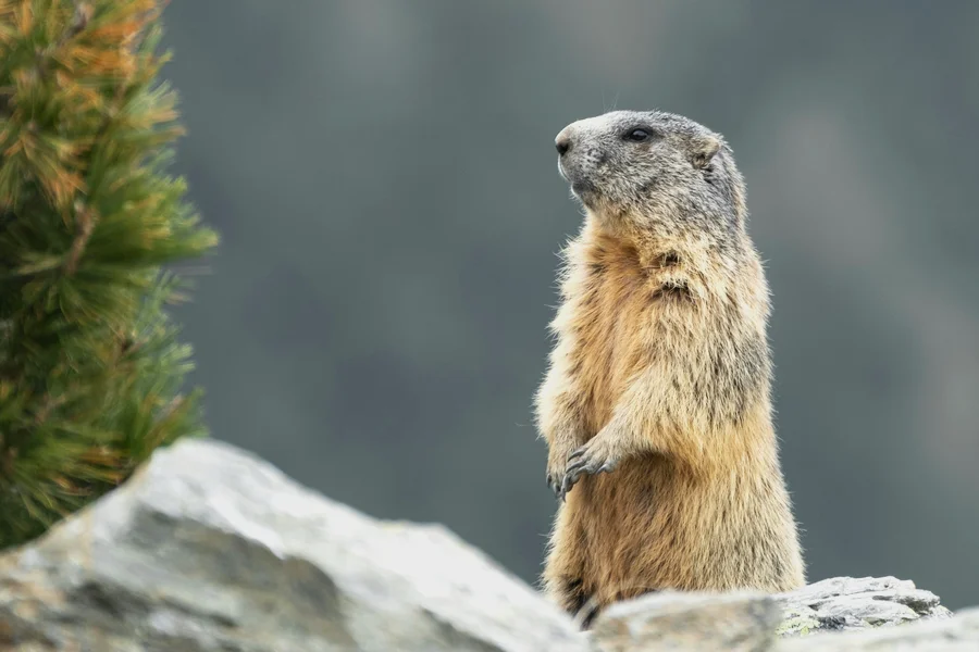 Murmeltier steht aufrecht auf einem Steinhaufen im Gebirge